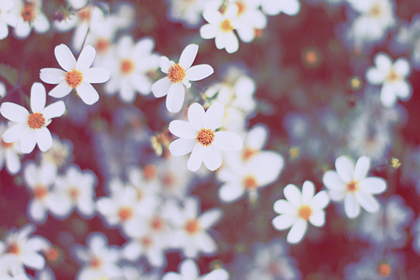 Người ta tin rằng 75% những gì mình viết ra sẽ trở thành sự thật, vậy nên hãy viết 3 điều ước trong năm mới rồi gắn lên cây để chúng có thể đu đưa theo gió.