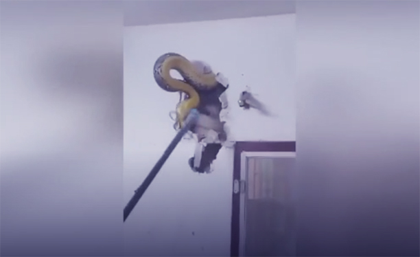 Theo Daily Mail, ông Somchai Subdang (45 tuổi) ở Bangkok, Thái Lan đang ngồi xem tivi thì phát hiện ra tiếng động lạ bên trong bức tường ở phòng khách. 